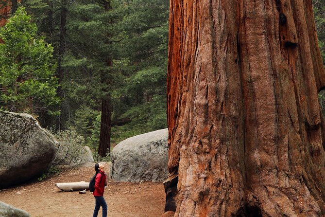 Giant Redwoods Tour Including a 5-Course Winery Lunch - Key highlights at a glance