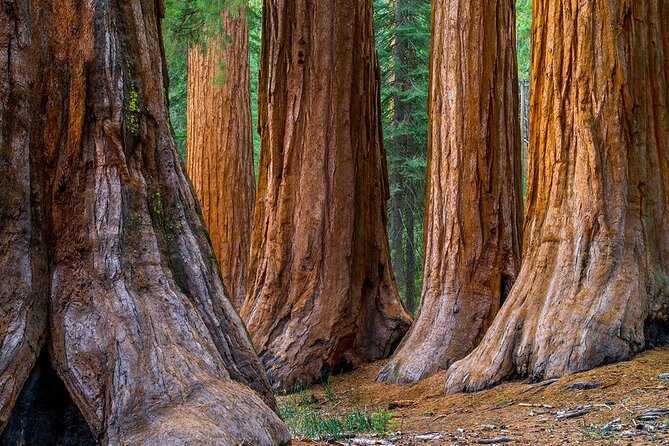 Giant Redwoods Tour Including a 5-Course Winery Lunch - Armstrong Redwoods and Kendall-Jackson: why this combo works in one day