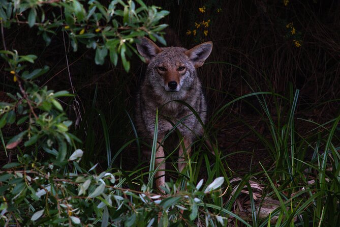 Golden Gate Park Twilight Wildlife Walking Tour - Twilight Wildlife in Golden Gate Park: What the Timing Changes