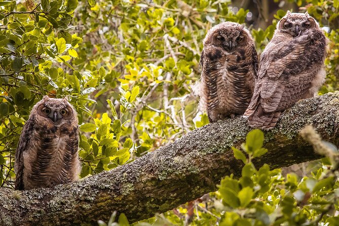 Golden Gate Park Twilight Wildlife Walking Tour - When You Might Miss the Biggest Sighting (and How to Think About It)