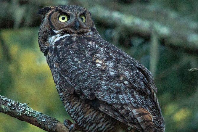 Golden Gate Park Twilight Wildlife Walking Tour - Price and Value: $40 for 90 Minutes in a Small Group