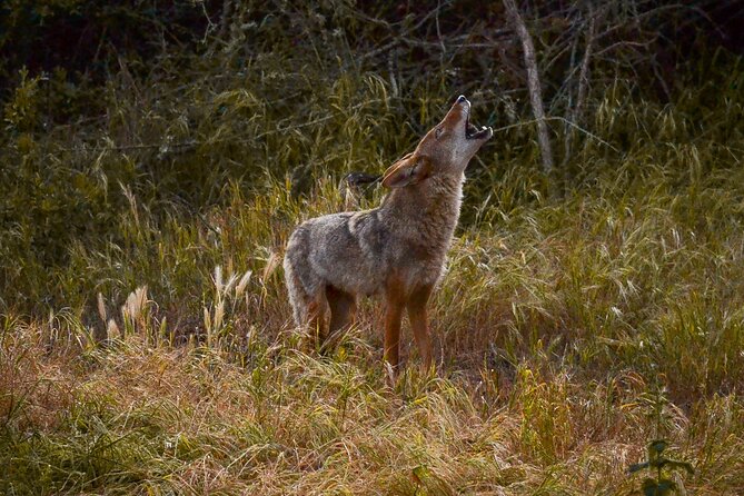 Golden Gate Park Twilight Wildlife Walking Tour - Who This Tour Fits Best (Families, Photographers, and Long-Time Locals)