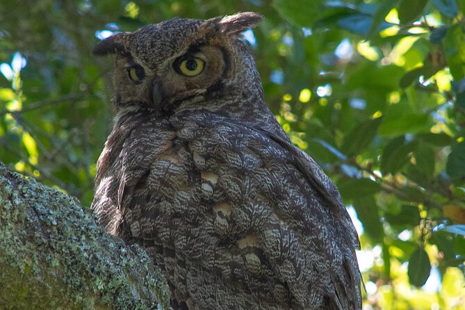 Golden Gate Park Twilight Wildlife Walking Tour - Practical Notes Before You Go
