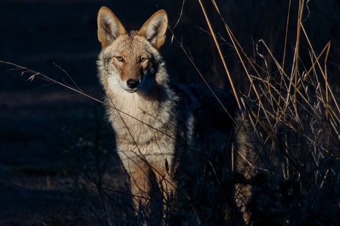 Golden Gate Park Twilight Wildlife Walking Tour - The Guide Factor: Dave’s Local Animal Lore