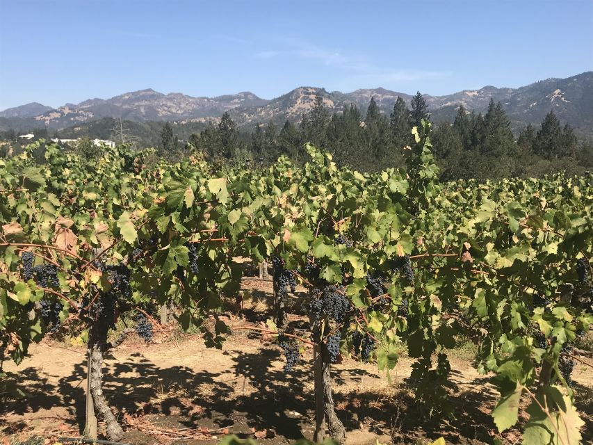 Guided Private Wine Tour to Napa and Sonoma Wine Country - Pickup, van time, and how the schedule usually works