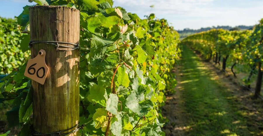 Guided Private Wine Tour to Napa and Sonoma Wine Country - Sonoma Plaza lunch and town time (yes, you should plan for it)