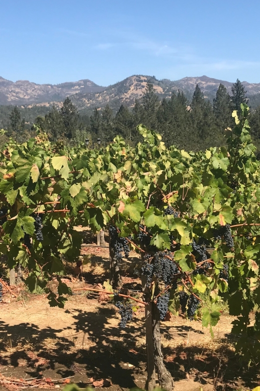 Guided Private Wine Tour to Napa and Sonoma Wine Country - The optional cave tour: for when you want a twist