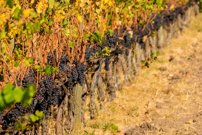 Half-Day Wine Country Tour from San Francisco - Price and value: is $129.99 a fair deal?