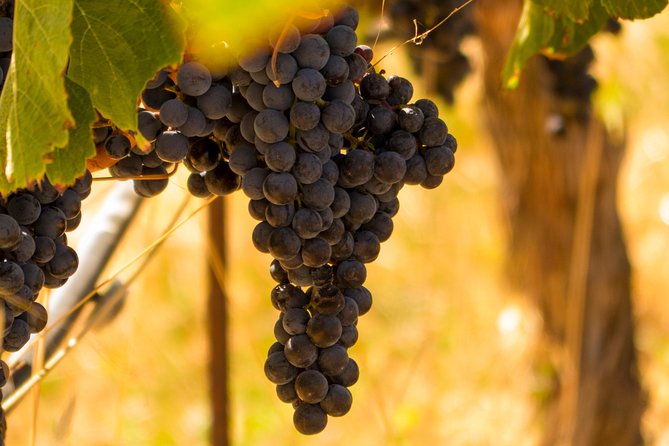 Half-Day Wine Country Tour from San Francisco - Should you book the Half-Day Wine Country Tour?