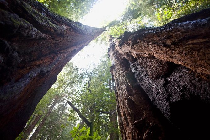 Mix & Save: Muir Woods and Sausalito + Escape From the Rock Cruise - How the day stays organized: coach timing, WiFi, and the handoff at Pier 41