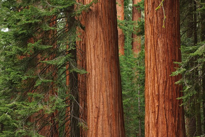 Mix & Save: Muir Woods and Sausalito + Escape From the Rock Cruise - Who this tour fits best (and who may feel rushed)