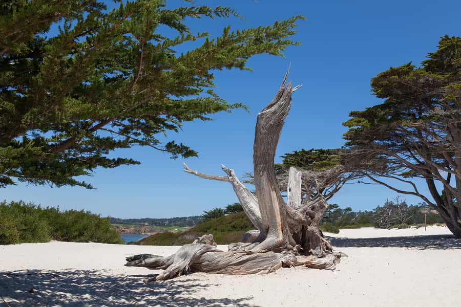 Monterey, Carmel, 17 Mile Dr, Big Sur & Mcway Falls Pvt Tour - Carmel-by-the-Sea: Beach Strolls and Storybook Streets