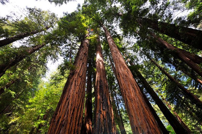 Muir Woods and Sausalito Afternoon Tour Small-Group Half-Day - A half-day loop that actually feels well-paced
