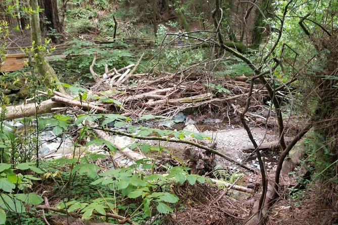 Muir Woods and Sausalito Afternoon Tour Small-Group Half-Day - Price and value: what $99 buys you in practice