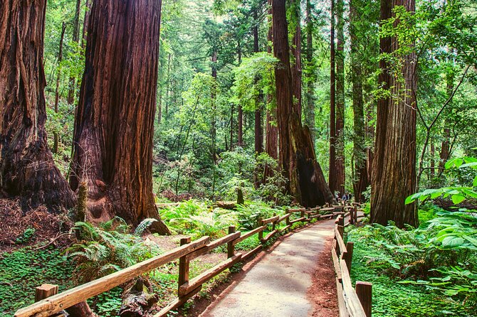 Muir Woods and Sausalito Half Day Tour - Mini-Coach Return vs Optional Ferry: Choose Your Kind of Bay View