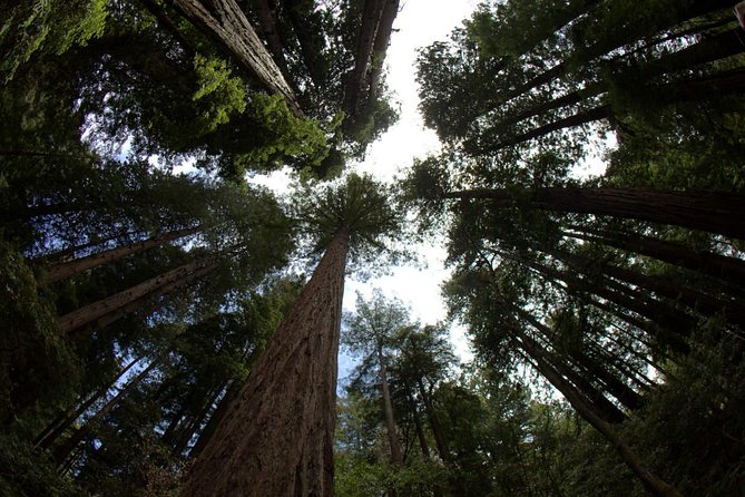 Muir Woods and Sausalito Morning Tour Small-Group Half Day - How the morning ride sets you up for the views
