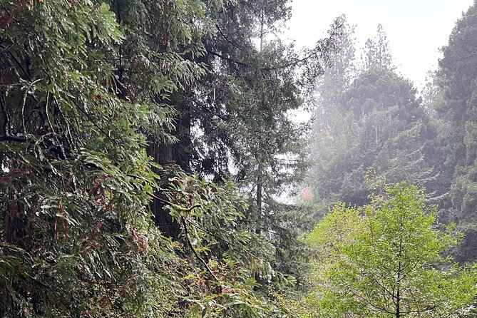 Muir Woods and Sausalito Private Tour - Price and Value: When $599 per Group Actually Makes Sense