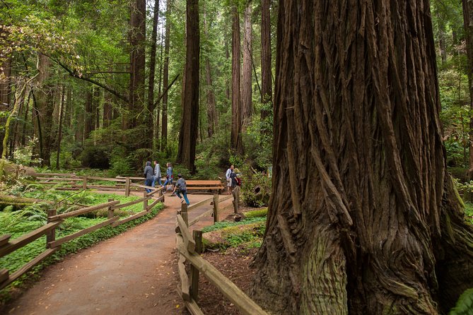 Muir Woods and Sausalito (Return by Bus or Ferry) - Entering Muir Woods via Coach: The Real Point of This Tour
