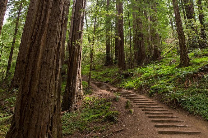 Muir Woods and Sausalito (Return by Bus or Ferry) - Bike Tour Upgrade: Cycling the Bridge, Then Bus to Muir Woods