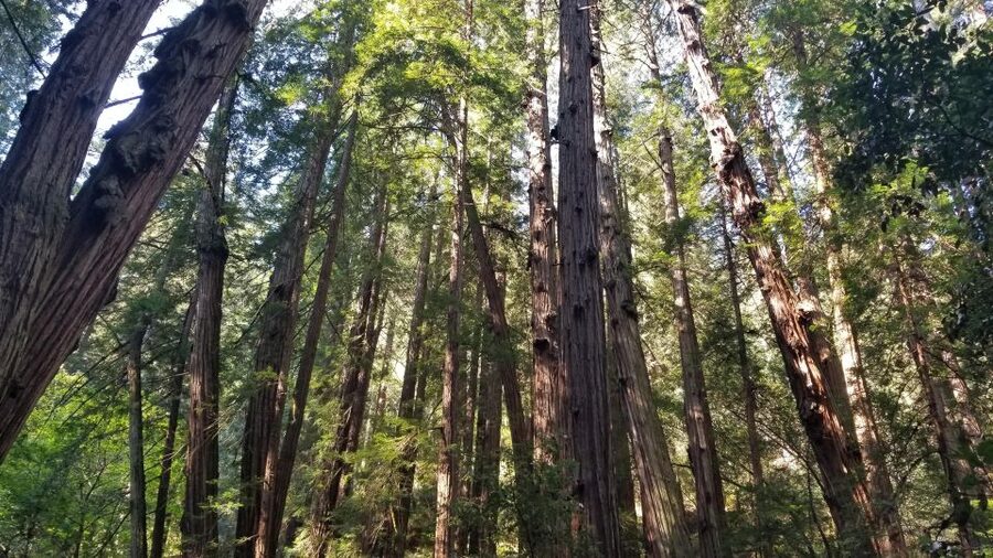 Muir Woods, Sausalito and Ferry back to Fisherman's Wharf - Key things I’d mark on your mental map