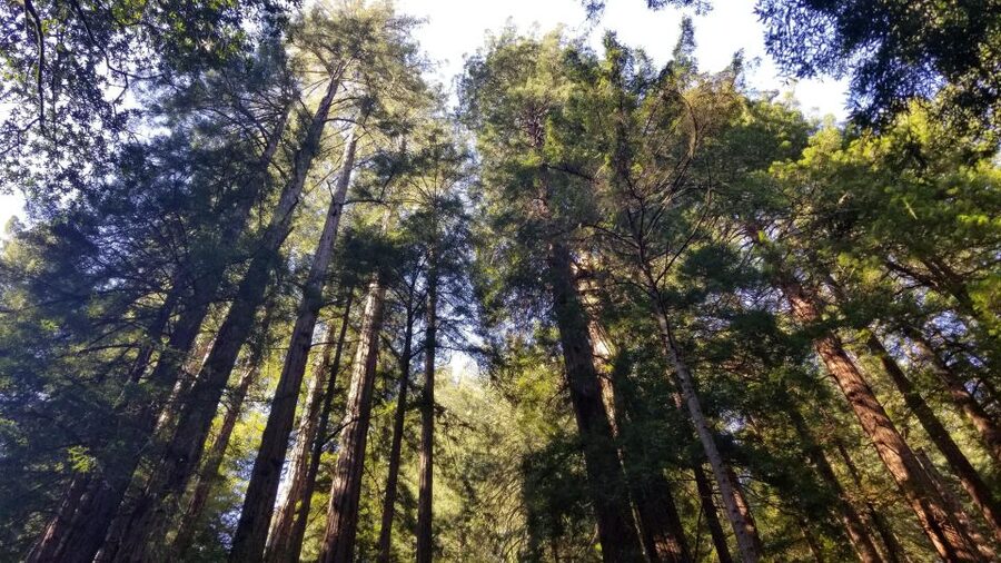 Muir Woods, Sausalito and Ferry back to Fisherman's Wharf - Golden Gate Bridge stop: photos, bay views, and a smooth approach