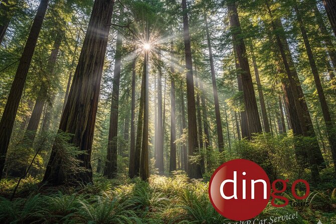 Muir Woods, Sausalito and Golden Gate Bridge - What makes the private experience feel worth it