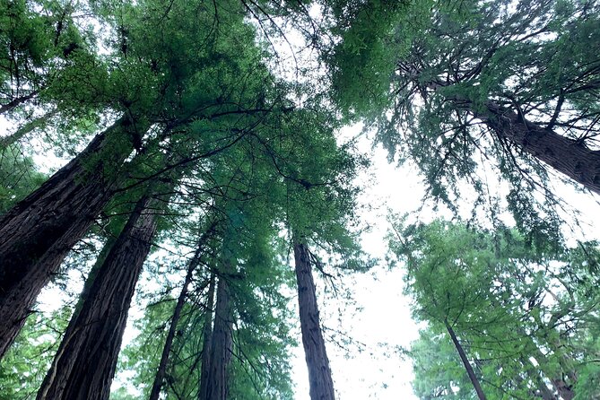 Muir Woods, Sausalito and Golden Gate Bridge - Muir Woods: the redwood walk that feels cooler and quieter