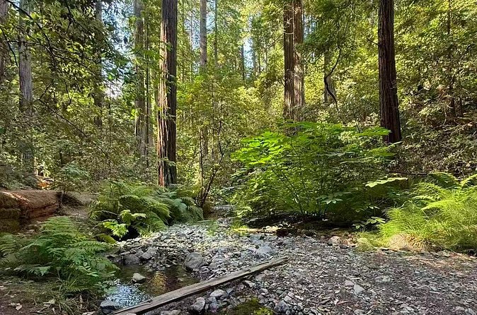 Muir Woods, Sausalito, Battery Spencer Premium Small-Group Tour - Muir Woods National Monument: What You’ll Get in 90 Minutes