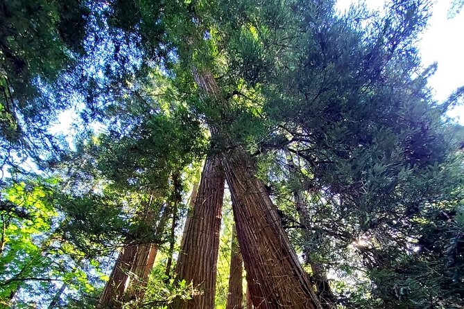 Muir Woods Sausalito Entry & Ferry to Fishermans Wharf included - Golden Gate Bridge: Short Stop, Big Views