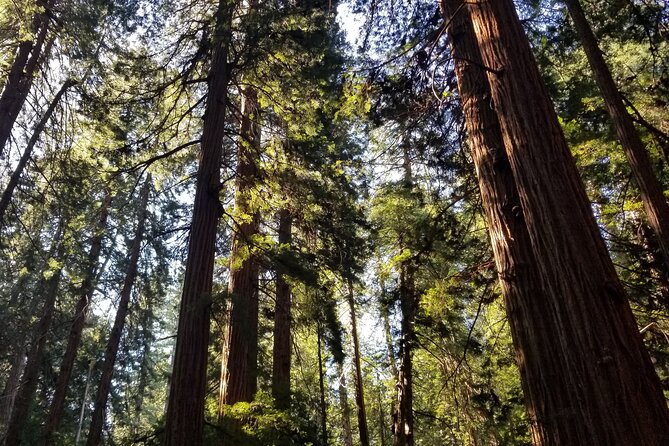 Muir Woods Sausalito Entry & Ferry to Fishermans Wharf included - Marin County Views on the Way to Muir Woods