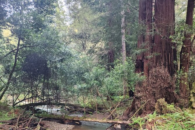 Muir Woods Sausalito Entry & Ferry to Fishermans Wharf included - Muir Woods: Coastal Redwoods, Fog, and a Timed Walk