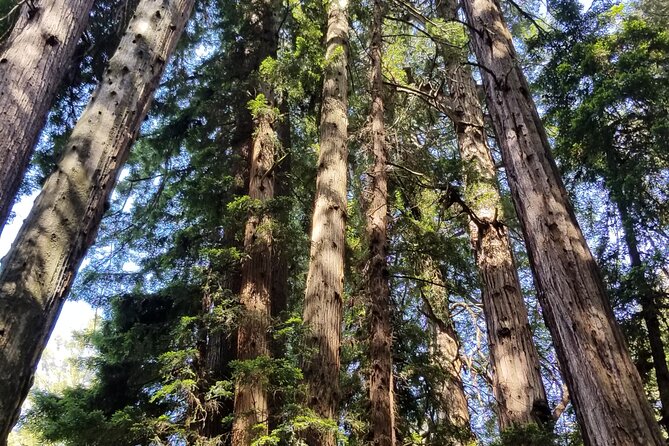 Muir Woods Sausalito Entry & Ferry to Fishermans Wharf included - Sausalito for Bay Views, Art, and Liberty-Ship History