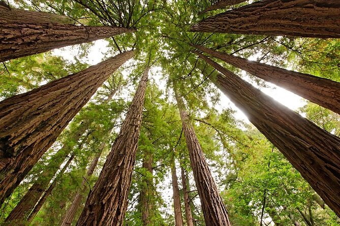 Muir Woods & Sausalito: Small Group Experience - Sausalito for 1 hour: galleries, coffee, and bay views