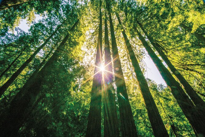 Muir Woods & Sausalito Tour - Meeting at 99 Jefferson St: The Day-Start Details That Matter