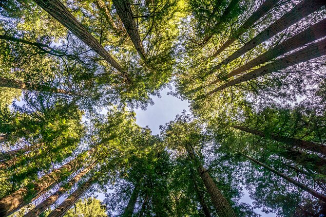 Muir Woods & Sausalito Tour - Price and Logistics: Is $99.99 Actually Fair?