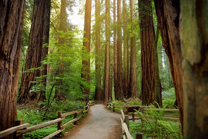 Muir Woods Self-Guided Driving and Walking Audio Tour - How This Audio Tour Works in Real Life (1 to 2 Hours)