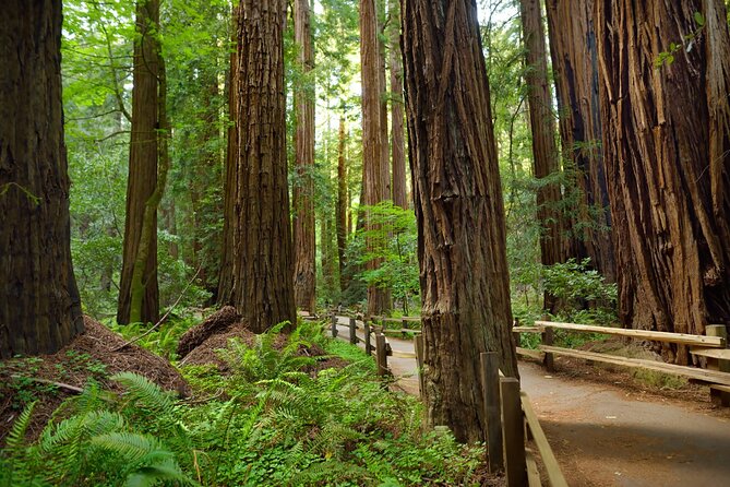Muir Woods Self-Guided Driving and Walking Audio Tour - The Big Logistics Reality: Download Before You Lose Signal