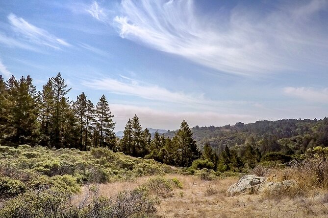 Muir Woods Self-Guided Driving and Walking Audio Tour - Stop 1: Panoramic Highway (About 20 Minutes)