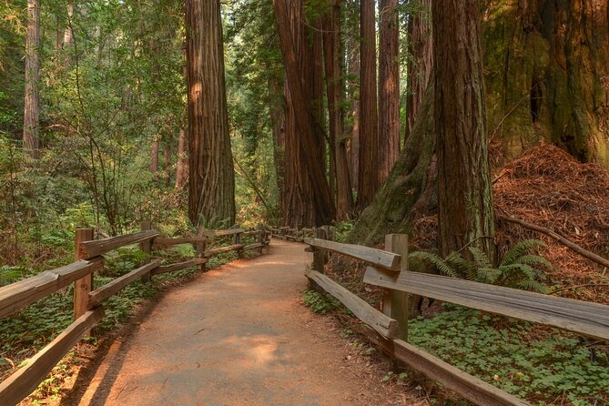 Muir Woods Self-Guided Driving and Walking Audio Tour - Muir Woods Road: Coastal Redwood Ecology and What to Watch For