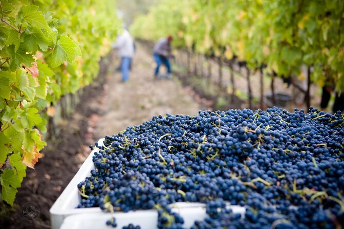 Muir Woods & Wine Tour: Redwoods & Tastings at 3 Wineries - Timing Reality Check: What a 10-Hour Day Feels Like
