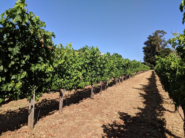 Napa and Sonoma Valley Wine 6 hour Tour from San Francisco - The Golden Gate Bridge: a quick photo moment with smart flexibility