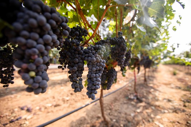 Napa and Sonoma Wine Country Full-Day Tour from San Francisco - The Optional Wine-and-Food Pairing Upgrade: Castello di Amorosa Flavor