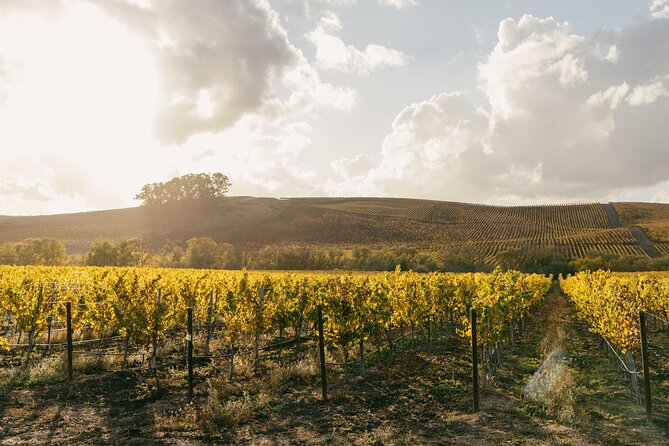 Napa and Sonoma Wine Tour from San Francisco - What to bring (and what to plan for) so the day goes smooth