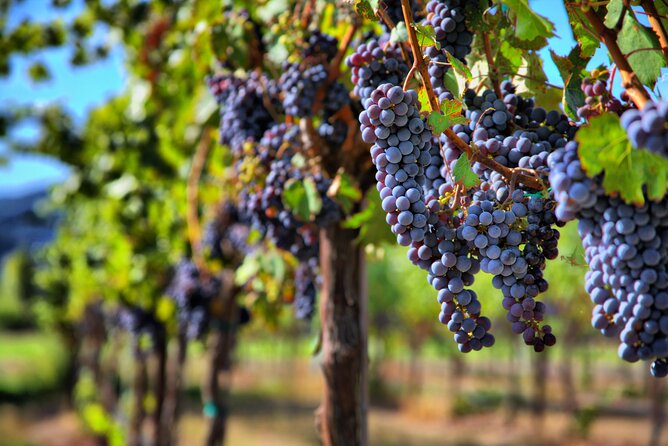 Napa or Sonoma Private Wine Tour from San Francisco - Price reality check: what’s included and what can add up