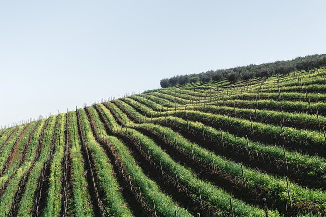 Napa Valley and Sonoma Wine Tour - Why this Napa and Sonoma tour feels easier than going solo