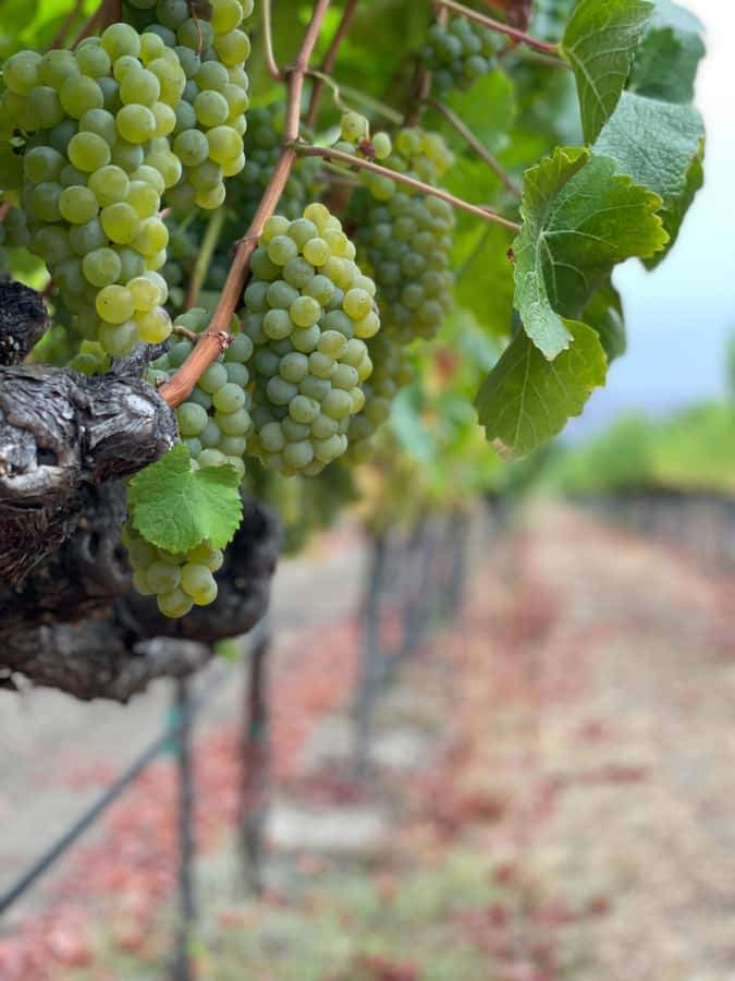 Napa Valley: ATV Vineyard Tour with Wine Tasting - Key things I’d circle before you go