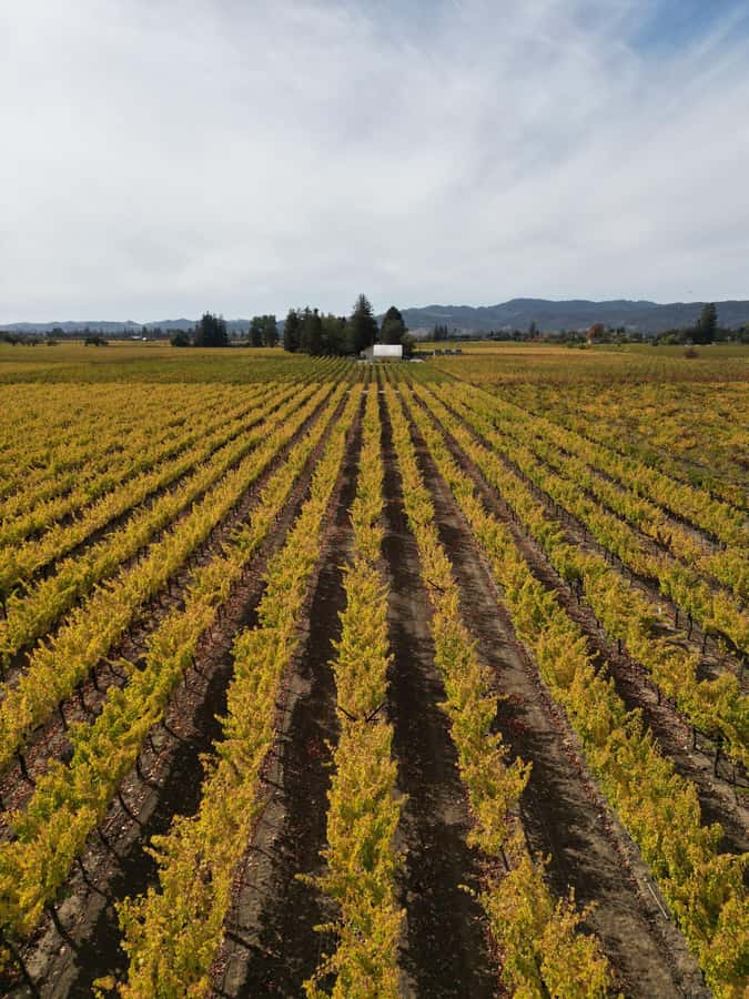 Napa Valley: ATV Vineyard Tour with Wine Tasting - The ATV timing: what a 1.5-hour tour actually feels like