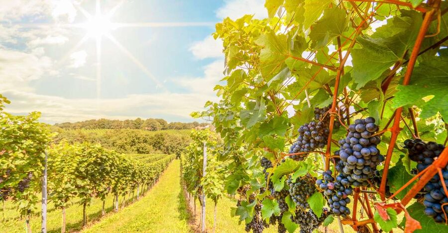 Napa Valley: Guided Wine Tour with Picnic Lunch - Stop One: Your first boutique tasting with real wine talk