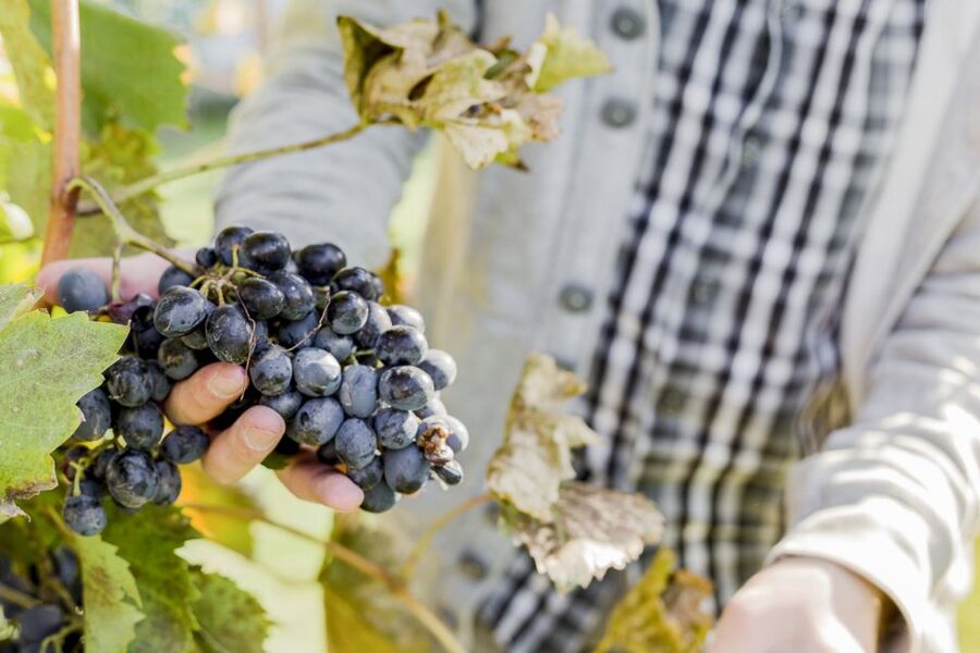 Napa Valley: Guided Wine Tour with Picnic Lunch - Stop Two and Three: comparing styles with less repetition