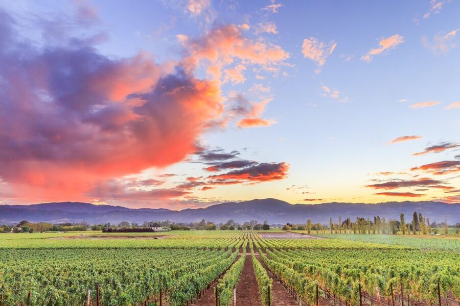 Napa Valley: Guided Wine Tour with Picnic Lunch - Cost and value: what you pay for, and what can add up